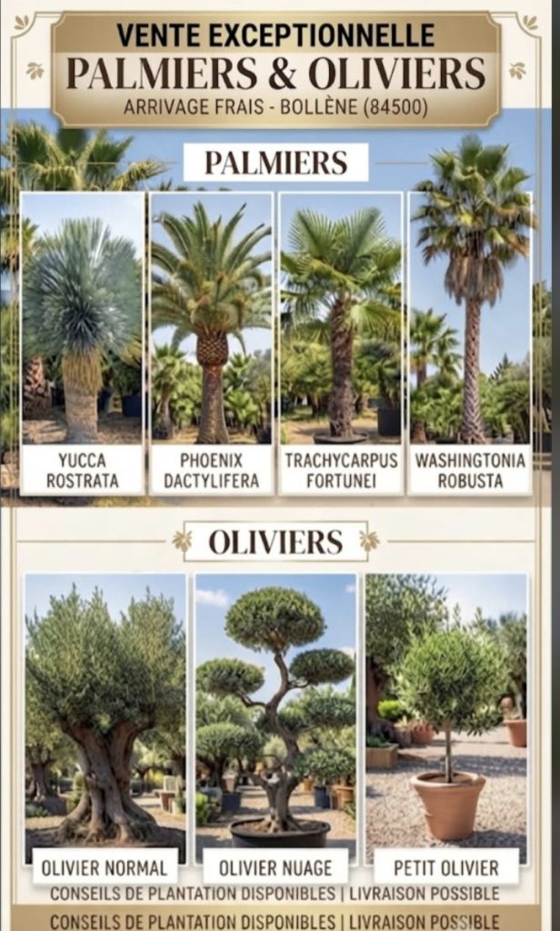Palmier & Olivier